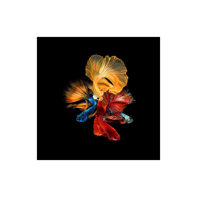 OBRAZ BETTA II 80X80 OBRAZ BETTA II 80X80
